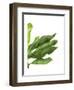 Banana Leaves 1, Green on White-Fab Funky-Framed Art Print