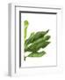 Banana Leaves 1, Green on White-Fab Funky-Framed Art Print