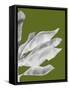 Banana Leaves 1, White On Green-Fab Funky-Framed Stretched Canvas