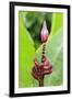 Banana (Musa sapientum) flowering, Florida, USA-Jurgen & Christine Sohns-Framed Photographic Print