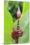 Banana (Musa sapientum) flowering, Florida, USA-Jurgen & Christine Sohns-Mounted Photographic Print