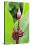 Banana (Musa sapientum) flowering, Florida, USA-Jurgen & Christine Sohns-Stretched Canvas