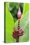 Banana (Musa sapientum) flowering, Florida, USA-Jurgen & Christine Sohns-Stretched Canvas