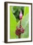 Banana (Musa sapientum) flowering, Florida, USA-Jurgen & Christine Sohns-Framed Photographic Print