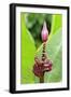 Banana (Musa sapientum) flowering, Florida, USA-Jurgen & Christine Sohns-Framed Photographic Print