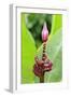 Banana (Musa sapientum) flowering, Florida, USA-Jurgen & Christine Sohns-Framed Photographic Print