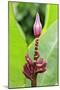 Banana (Musa sapientum) flowering, Florida, USA-Jurgen & Christine Sohns-Mounted Photographic Print