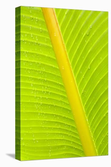 Banana (Musa sp.) close-up of leaf in rain-Krystyna Szulecka-Stretched Canvas