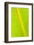 Banana (Musa sp.) close-up of leaf in rain-Krystyna Szulecka-Framed Photographic Print