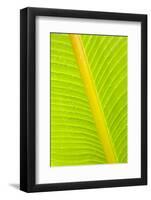 Banana (Musa sp.) close-up of leaf in rain-Krystyna Szulecka-Framed Photographic Print