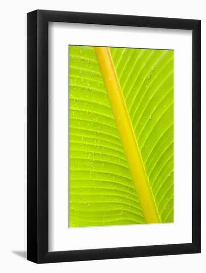 Banana (Musa sp.) close-up of leaf in rain-Krystyna Szulecka-Framed Photographic Print