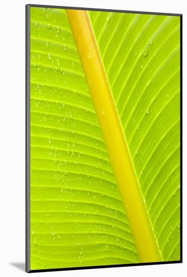 Banana (Musa sp.) close-up of leaf in rain-Krystyna Szulecka-Mounted Photographic Print