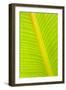 Banana (Musa sp.) close-up of leaf in rain-Krystyna Szulecka-Framed Photographic Print