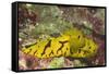 Banana Nudibranch-Hal Beral-Framed Stretched Canvas