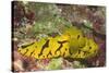 Banana Nudibranch-Hal Beral-Stretched Canvas