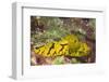 Banana Nudibranch-Hal Beral-Framed Photographic Print