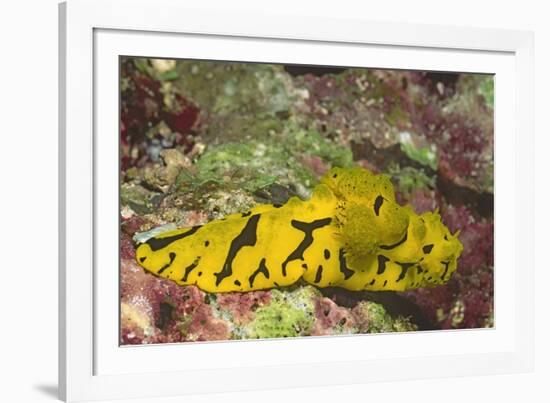 Banana Nudibranch-Hal Beral-Framed Photographic Print