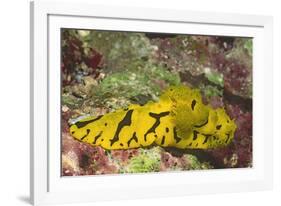 Banana Nudibranch-Hal Beral-Framed Photographic Print