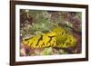 Banana Nudibranch-Hal Beral-Framed Photographic Print