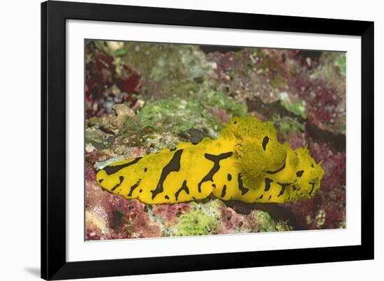 Banana Nudibranch-Hal Beral-Framed Photographic Print