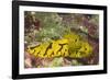 Banana Nudibranch-Hal Beral-Framed Photographic Print