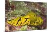 Banana Nudibranch-Hal Beral-Mounted Photographic Print