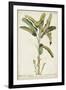 Banana Palm I-0 Unknown-Framed Art Print