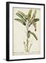 Banana Palm I-0 Unknown-Framed Art Print