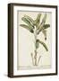 Banana Palm I-0 Unknown-Framed Art Print