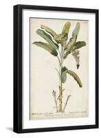 Banana Palm I-0 Unknown-Framed Art Print