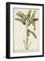 Banana Palm I-0 Unknown-Framed Art Print