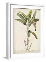 Banana Palm I-0 Unknown-Framed Art Print