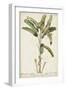 Banana Palm I-0 Unknown-Framed Art Print