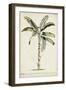 Banana Palm II-0 Unknown-Framed Art Print