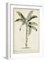 Banana Palm II-0 Unknown-Framed Art Print