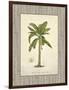 Banana Palm Illustration-Arnie Fisk-Framed Art Print