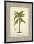 Banana Palm Illustration-Arnie Fisk-Framed Art Print