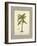 Banana Palm Illustration-Arnie Fisk-Framed Art Print