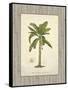 Banana Palm Illustration-Arnie Fisk-Framed Stretched Canvas