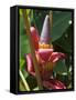 Banana Plant Flowers, Costa Rica, Central America-R H Productions-Framed Stretched Canvas