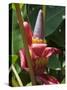 Banana Plant Flowers, Costa Rica, Central America-R H Productions-Stretched Canvas