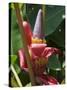 Banana Plant Flowers, Costa Rica, Central America-R H Productions-Stretched Canvas