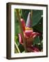 Banana Plant Flowers, Costa Rica, Central America-R H Productions-Framed Photographic Print