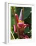 Banana Plant Flowers, Costa Rica, Central America-R H Productions-Framed Photographic Print