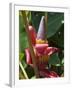 Banana Plant Flowers, Costa Rica, Central America-R H Productions-Framed Photographic Print