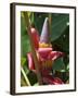 Banana Plant Flowers, Costa Rica, Central America-R H Productions-Framed Photographic Print
