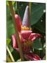 Banana Plant Flowers, Costa Rica, Central America-R H Productions-Mounted Photographic Print