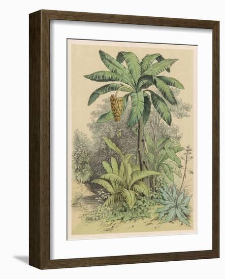 Banana Plant in the Tropics-null-Framed Art Print