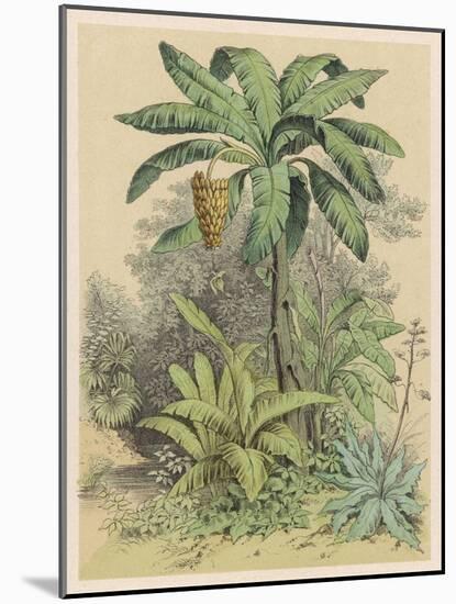 Banana Plant in the Tropics-null-Mounted Art Print