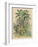 Banana Plant in the Tropics-null-Framed Art Print